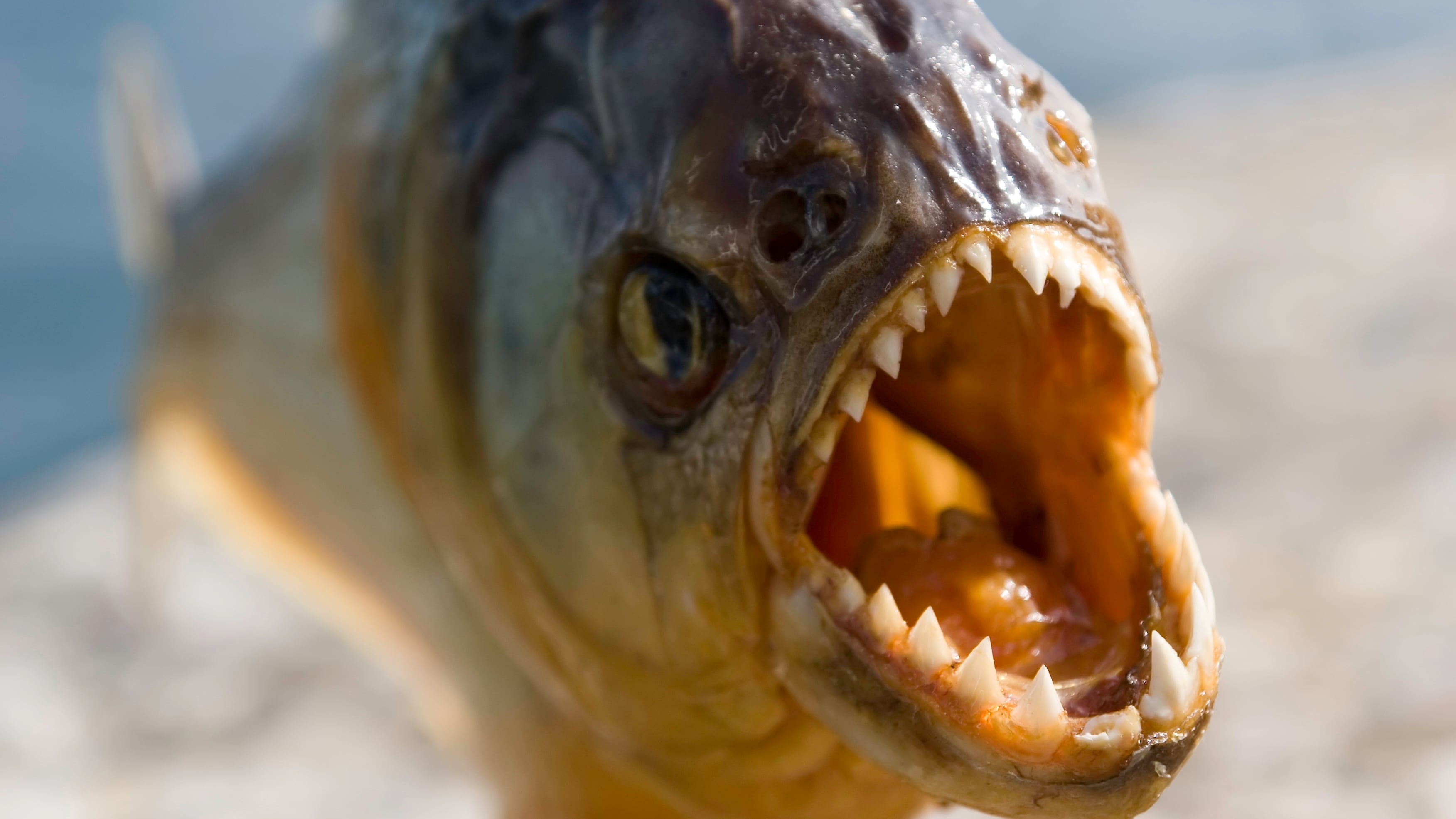 Massive piranha frenzy leaves over 40 swimmers injured<br>