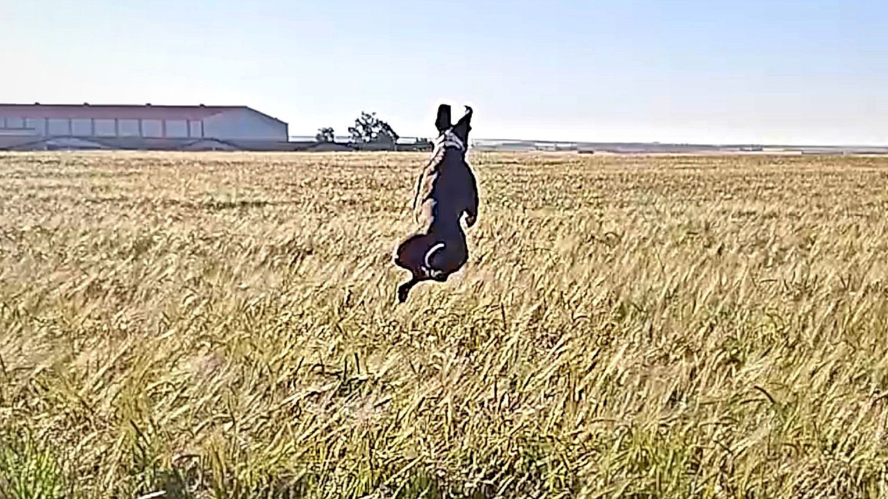 Dog hilariously chases rabbit in Spanish fields