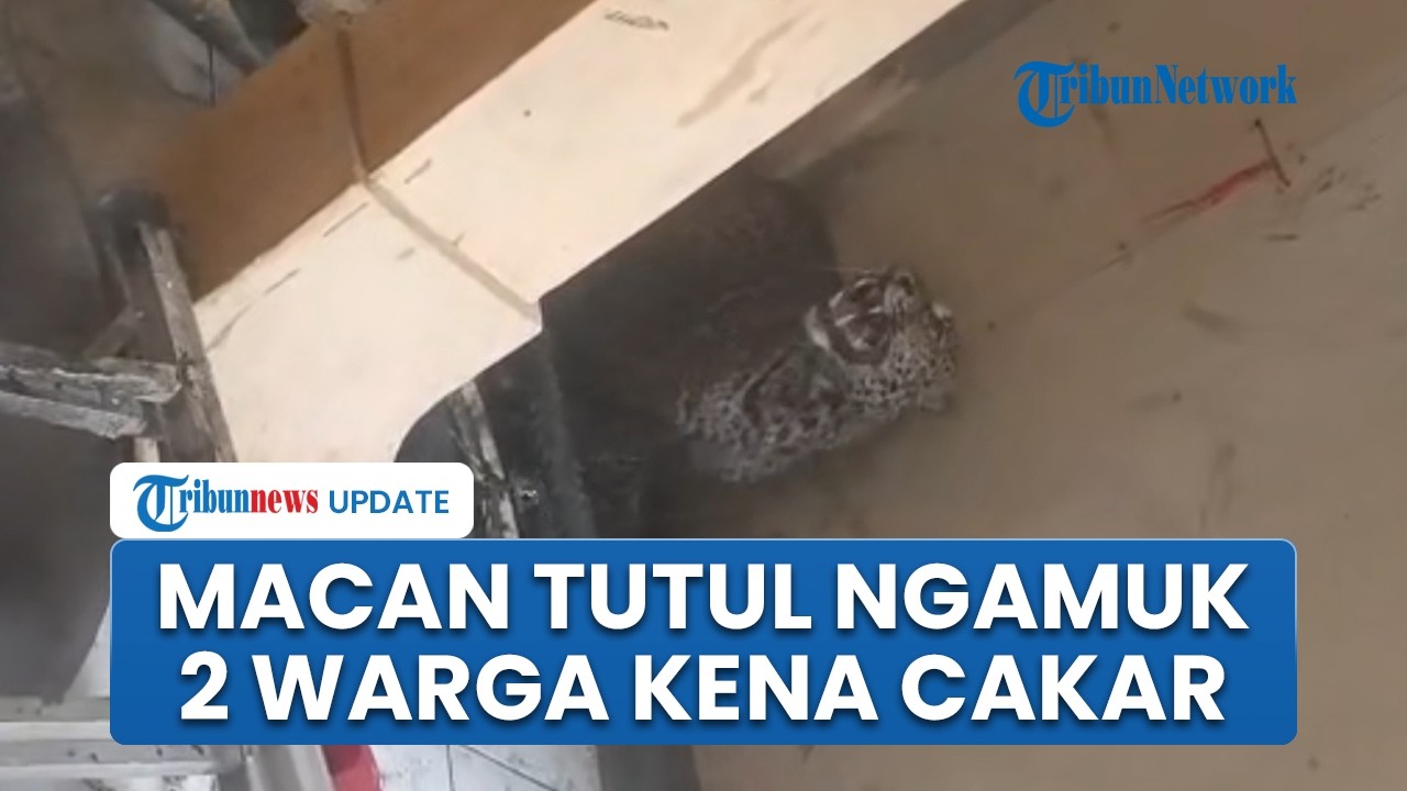 Warga panik! Macan tutul masuk permukiman di Pacet Bandung, 2 orang ...