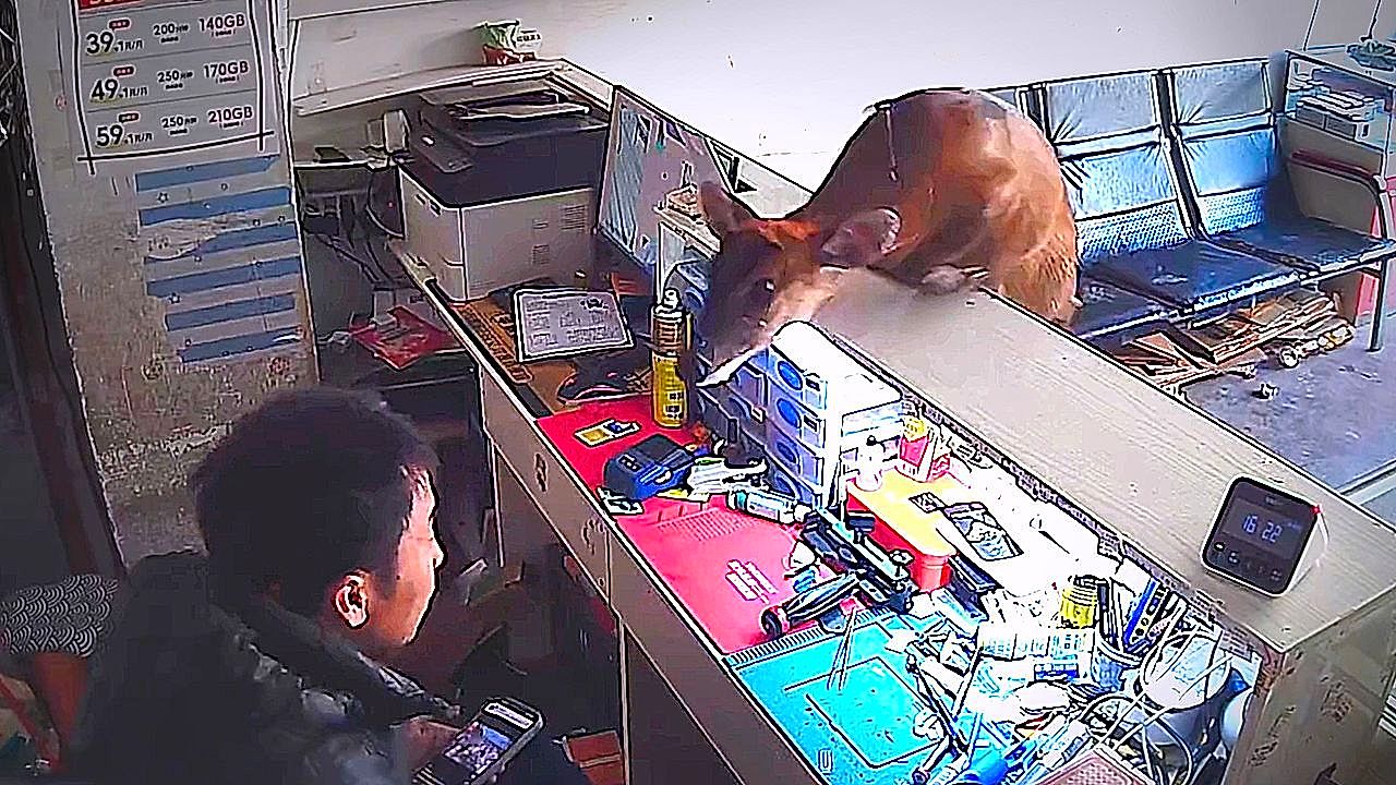 Deer bursts into phone shop and jumps counter in China