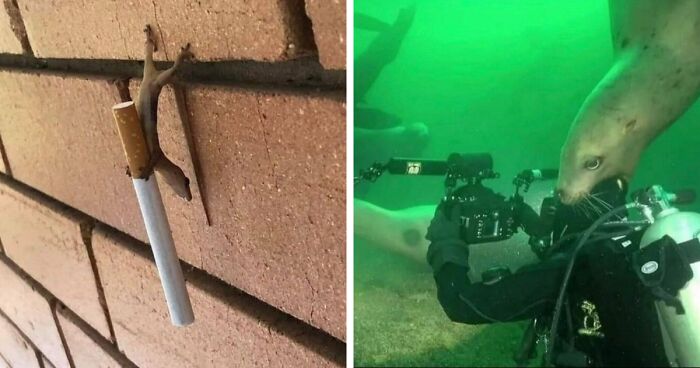 49 animals going goblin mode, as shared by this dedicated Instagram account