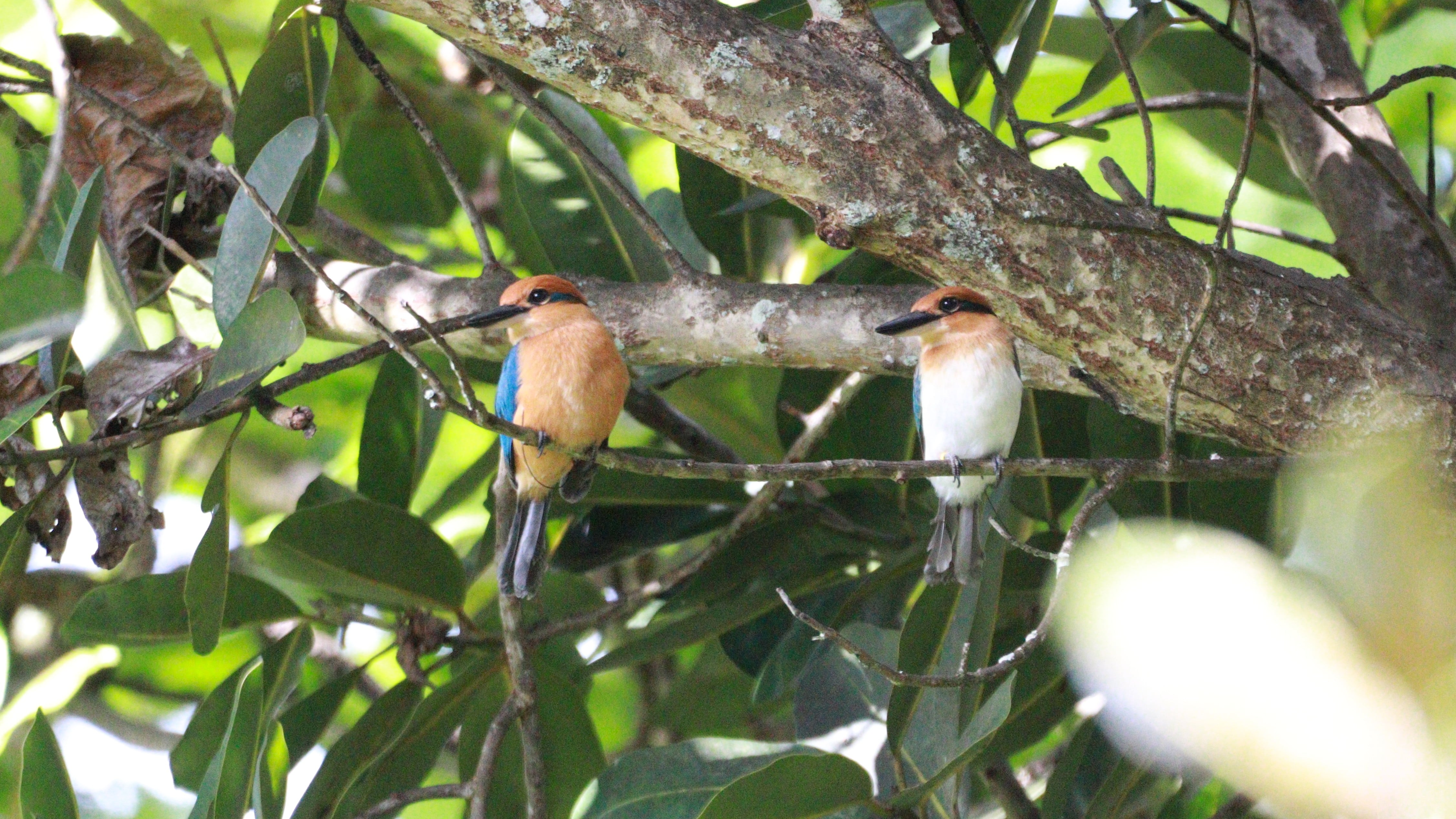 National Aviary in Pittsburgh receives $25K grant for protecting ...