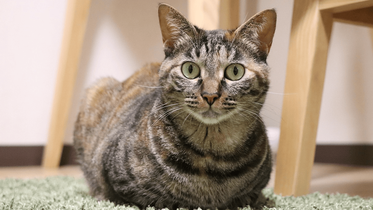 Image showcasing Veterinarians warn about these silent signs of pain in cats