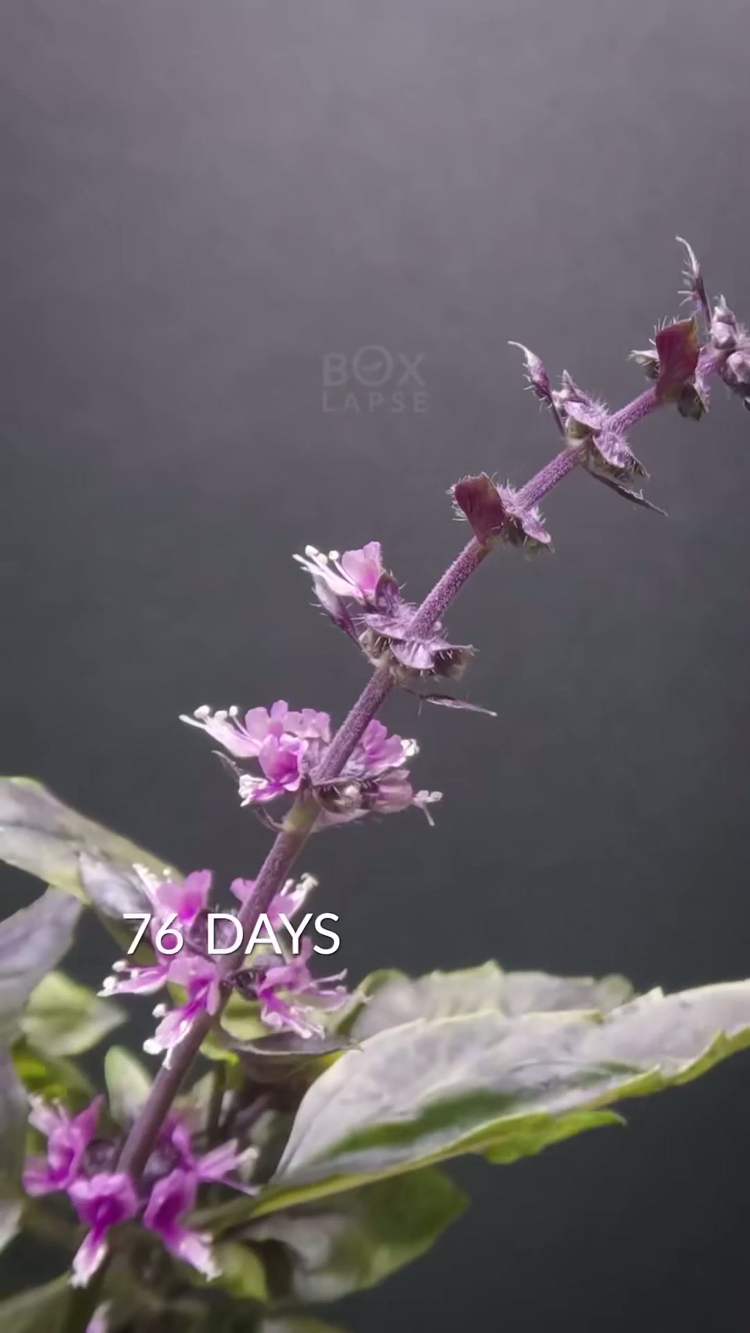 I filmed 95 days of basil magic!