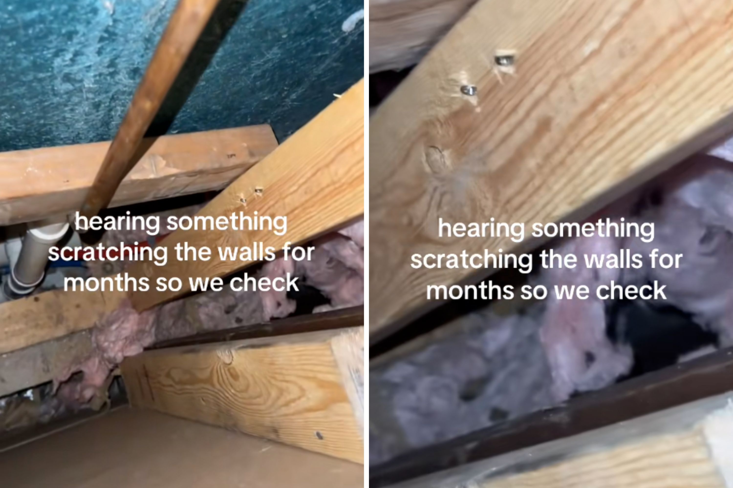 I Hear Scratching In My Walls During The Day
