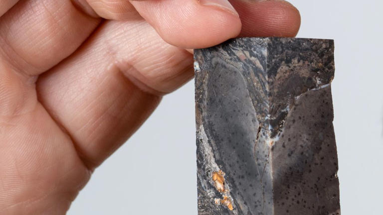 A 410 million year-old Protaxities fossil, discovered in Rhynie, Aberdeenshire, Scotland. - Neil Hanna