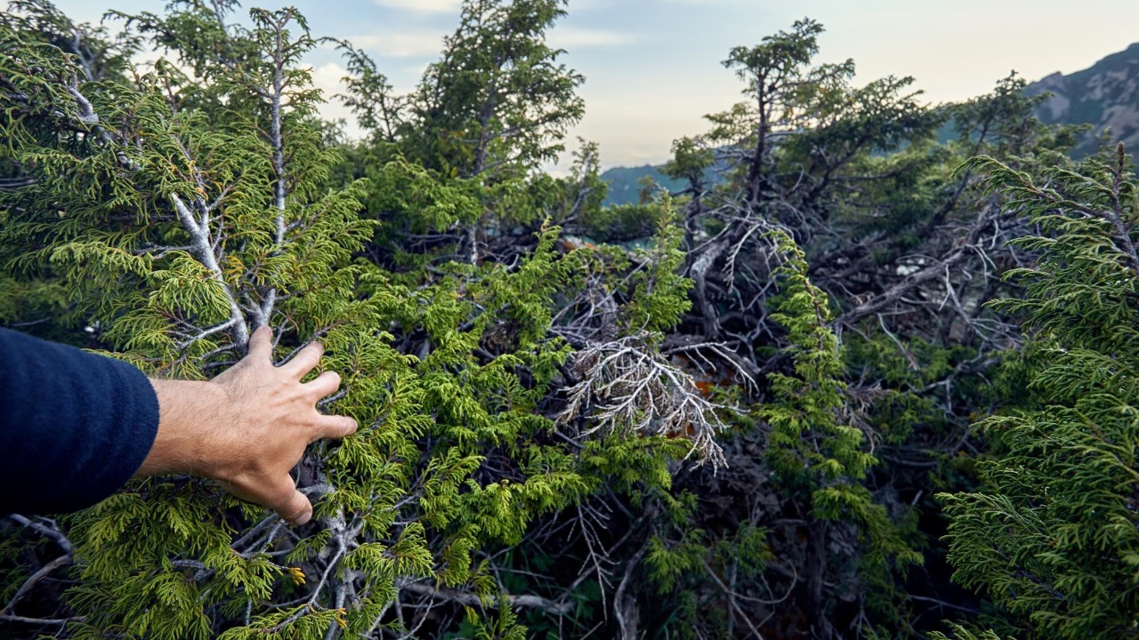 Nitrogen fixing trees might supercharge tropical forest recovery, study ...
