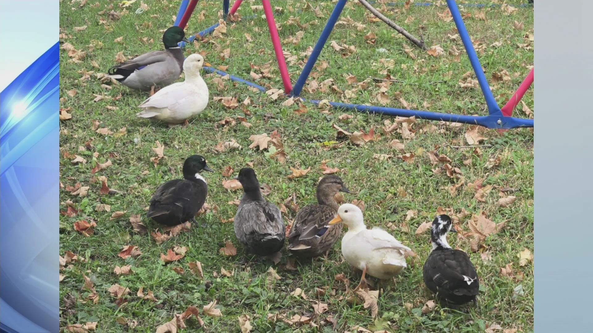 Fremont family seeks help to find their missing pet call ducks