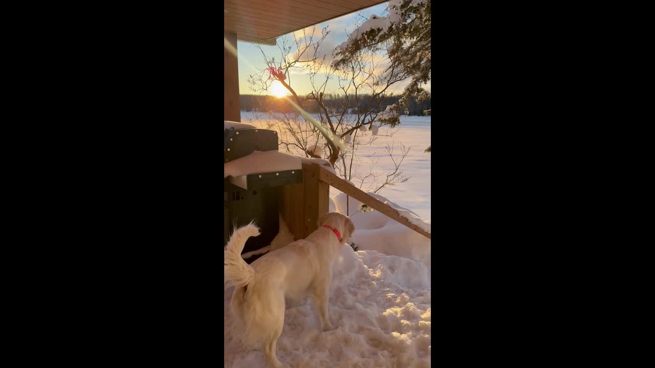 Golden retriever bunny-hops through sunrise snow in viral Ontario clip