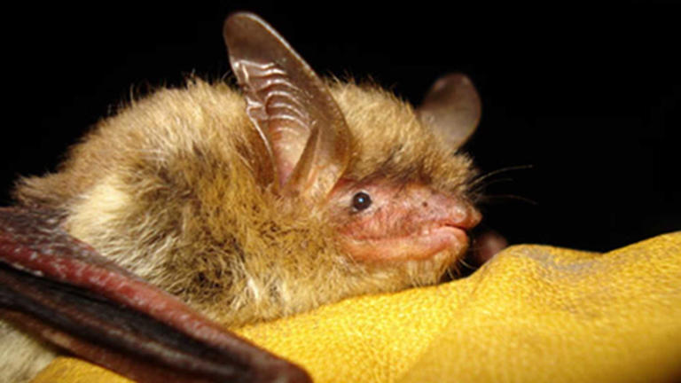 Rabid bat found in Savannah's Magnolia Park neighborhood