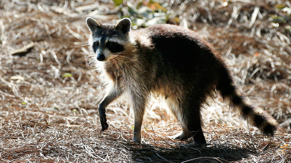 Dog exposed after raccoon tests positive for rabies in Columbia