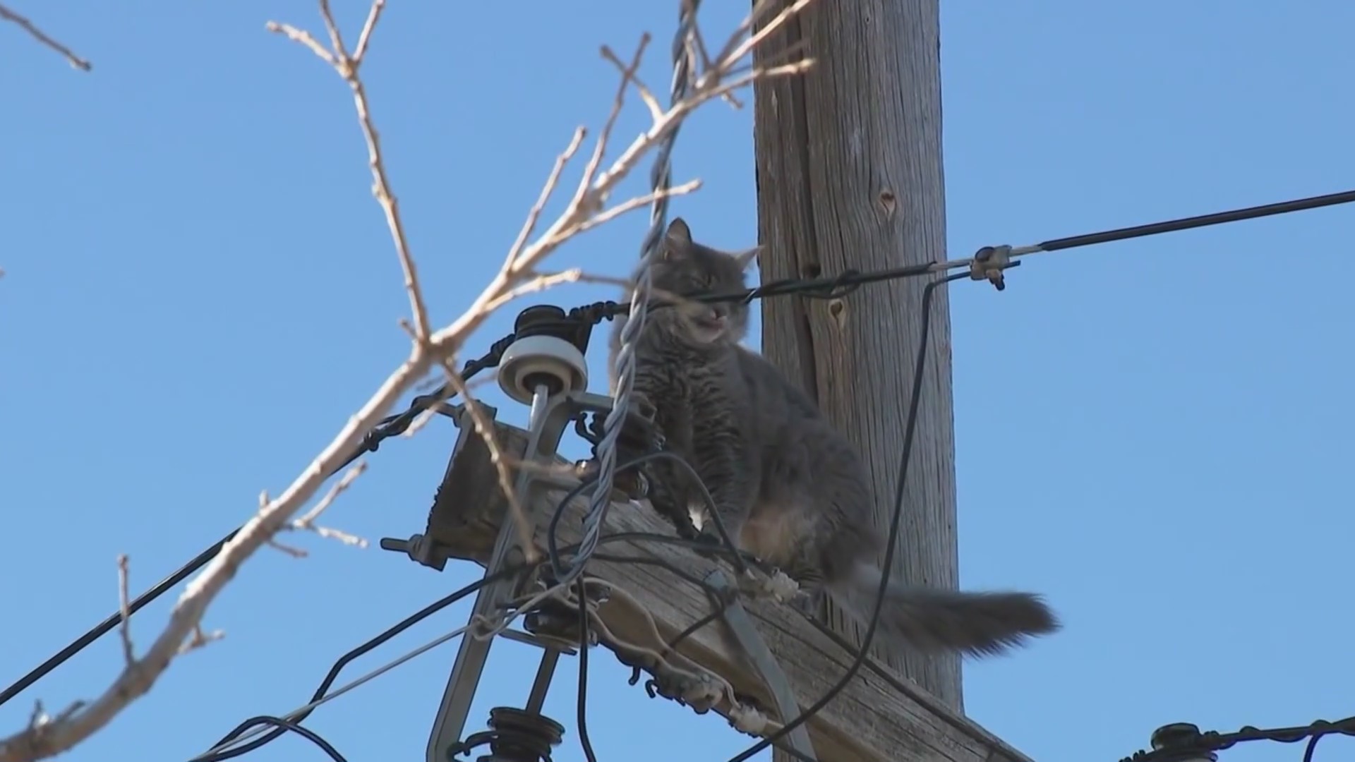 Residents rally to save cat stuck on pole for 5 days