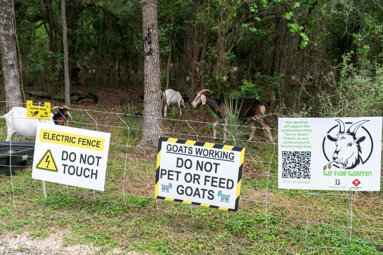 Dallas officials recruit 200 goats to stop invasive species problem