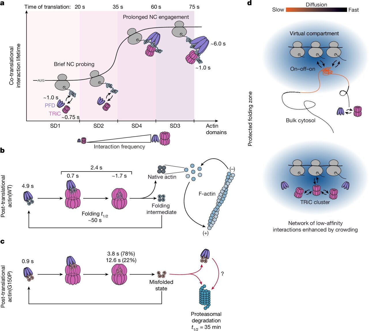 Live-cell tracking reveals dynamic interaction between protein folding ...