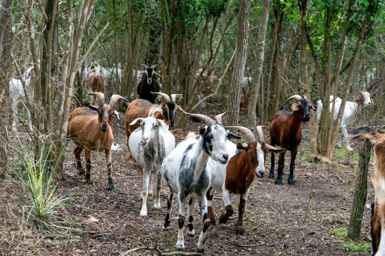 Dallas officials recruit 200 goats to stop invasive species problem