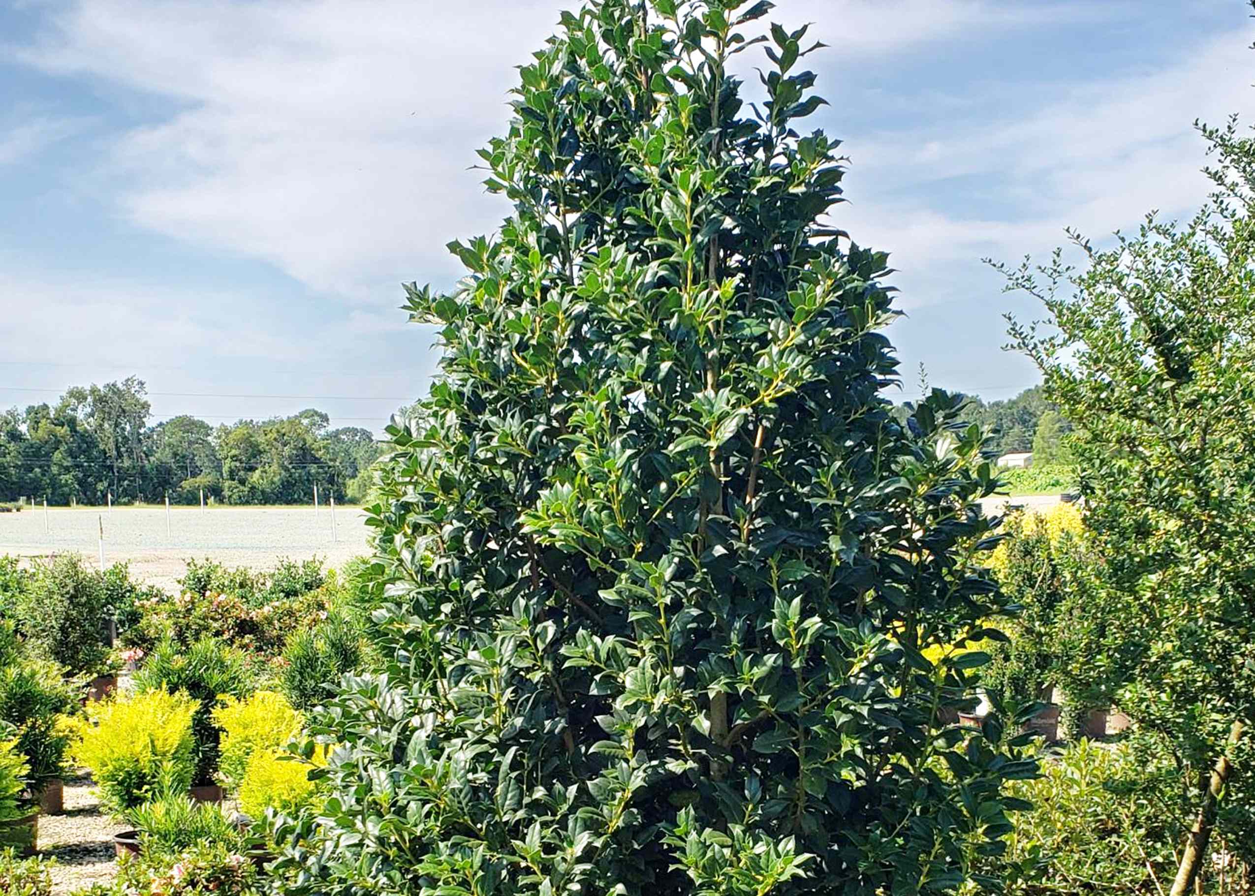 This timeless evergreen is the privacy hedge Southerners should plant ...