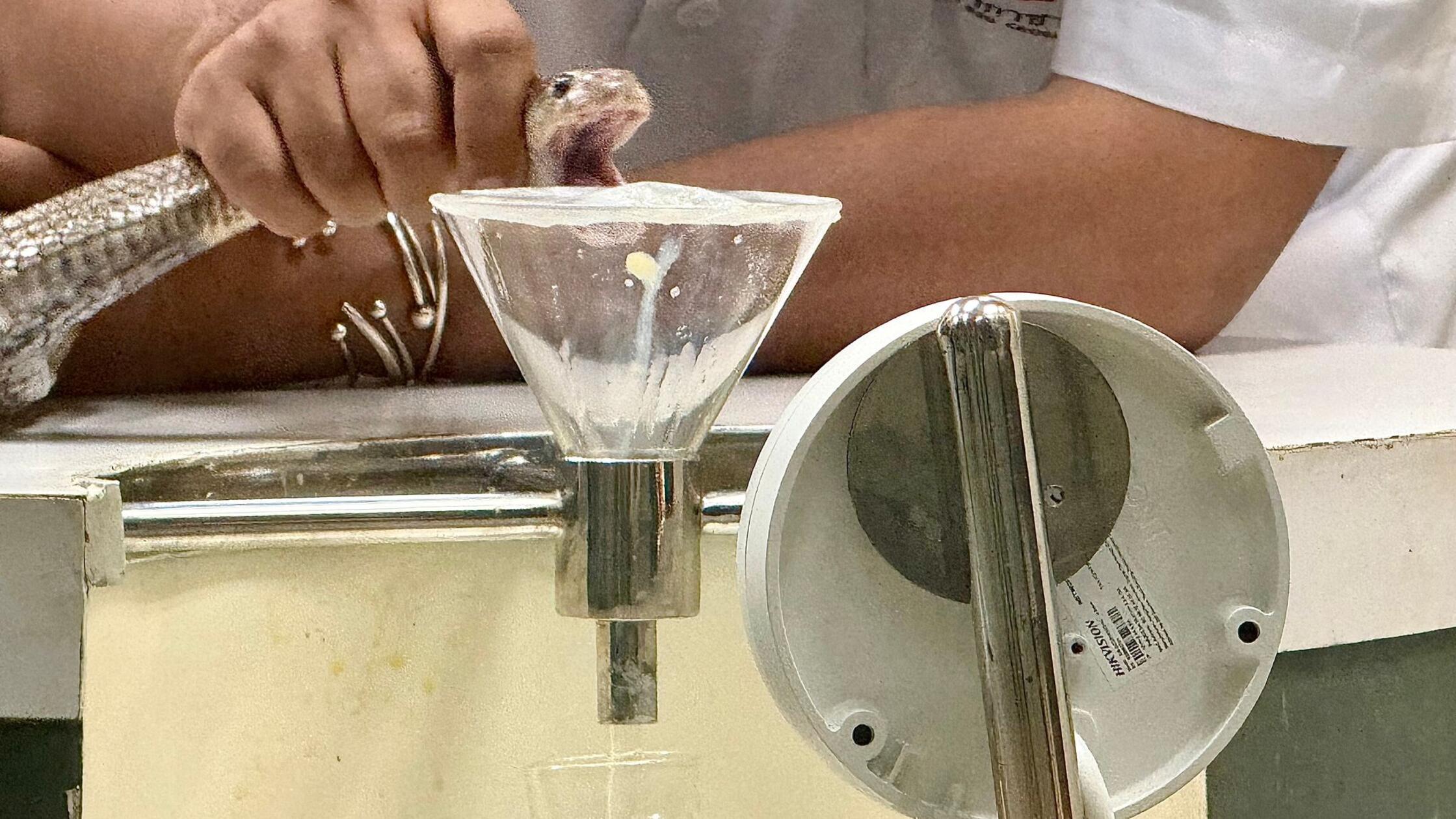 Bangkoks historische „Snake Farm“: Wo Kobras gemolken werden