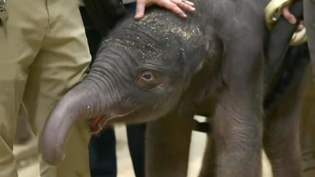 National Zoo asks for public's help naming first baby elephant born ...
