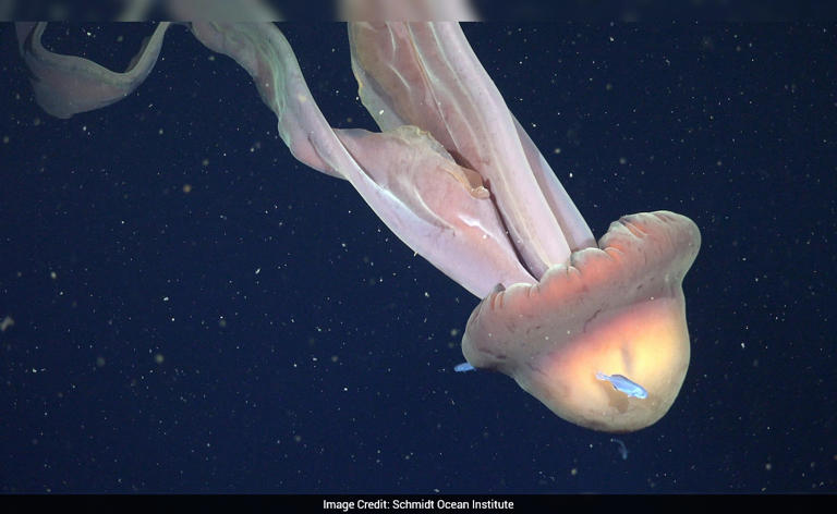 Watch: Massive phantom jellyfish spotted in rare deep-sea footage
