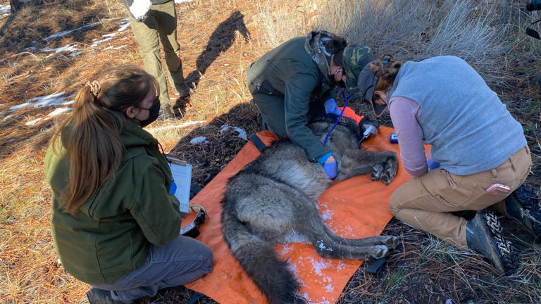 Five gray wolves collared in NorCal, reducing conflicts with livestock