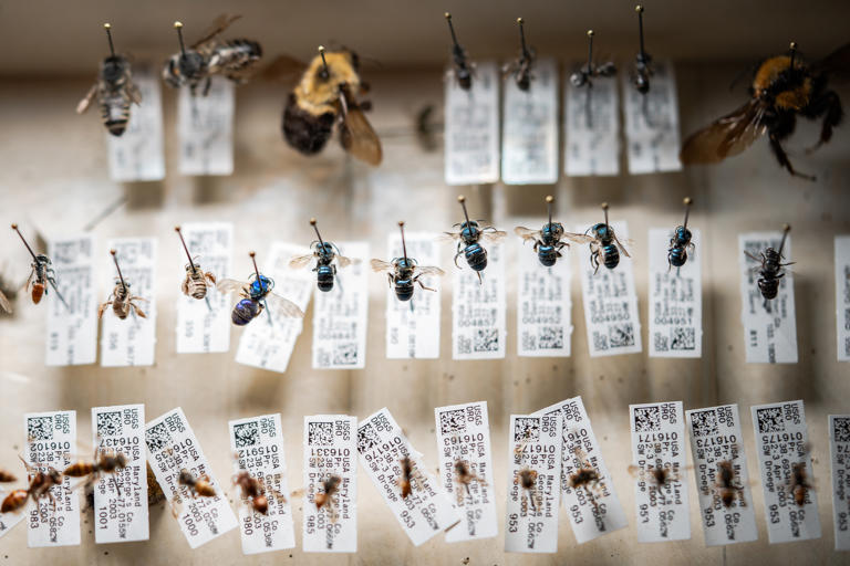 Specimens at the U.S. Geological Survey's Native Bee Inventory and Monitoring Lab in Laurel, Maryland, in 2025.