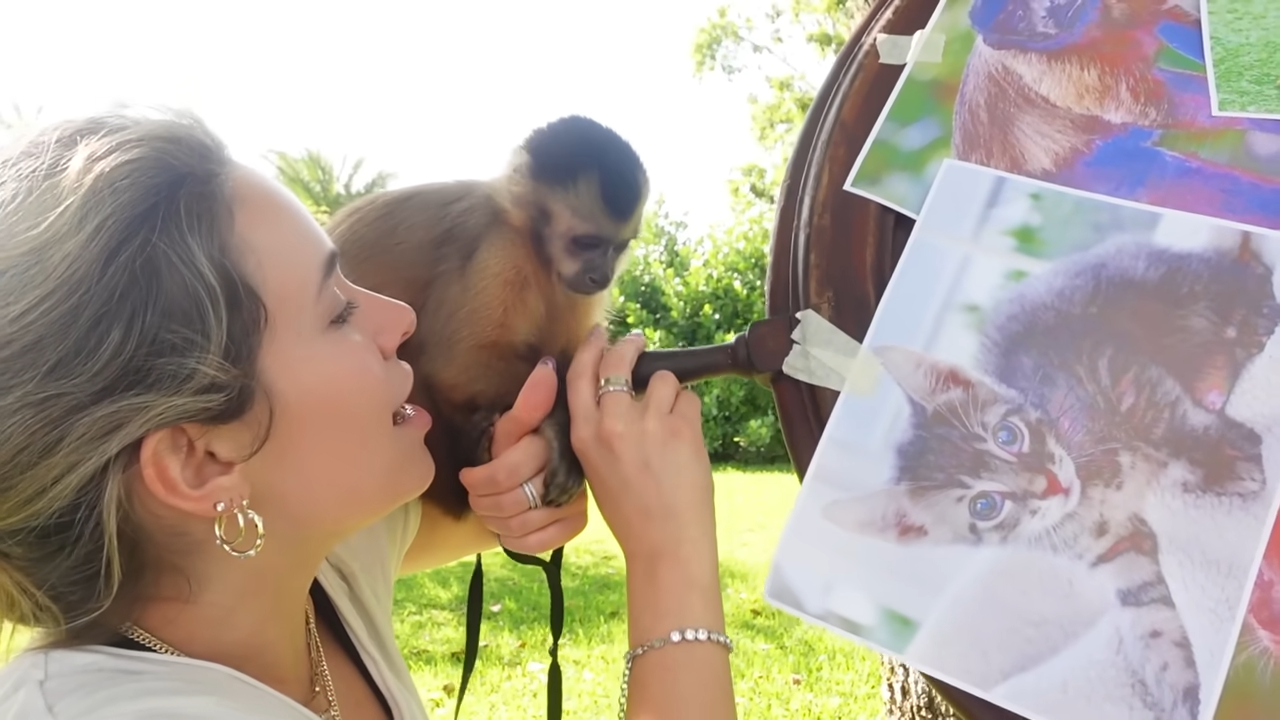 The surprising animal my monkey ended up getting after one risky spin