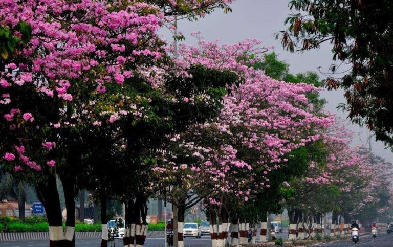 Japan's cherry blossom now in Mumbai: This tree is behind the viral ...