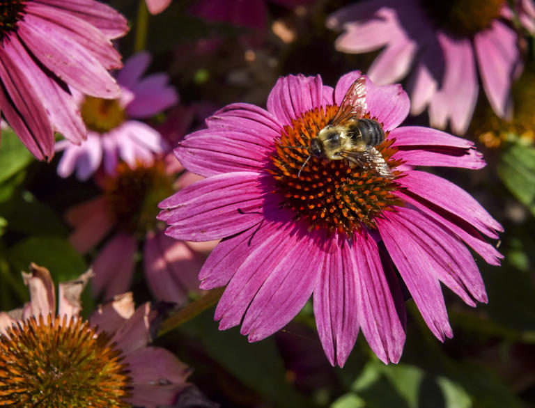 A bumblebee picks up sweet pollen from a purple coneflower plant in Georgetown Waterfront Park in Washington.