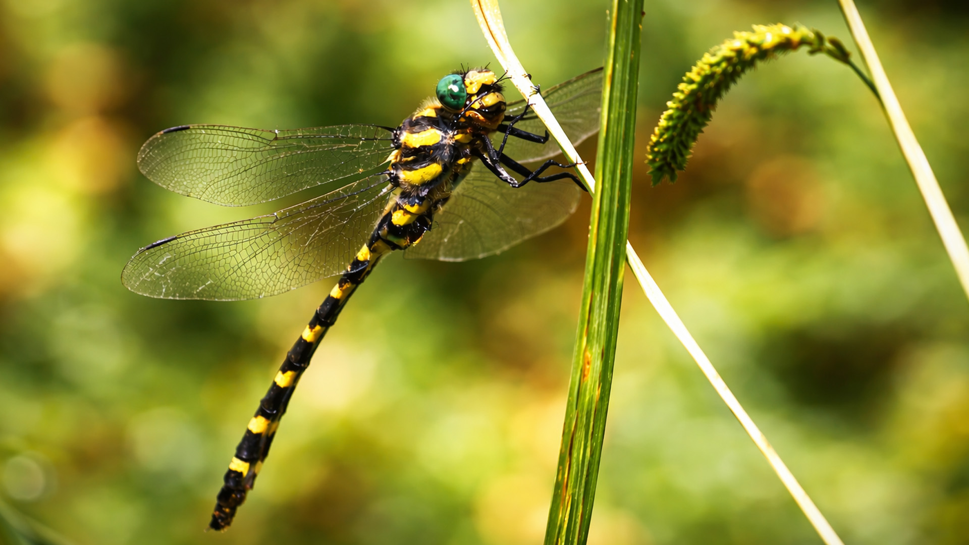 Close up view of a dragonfly with transparent wings