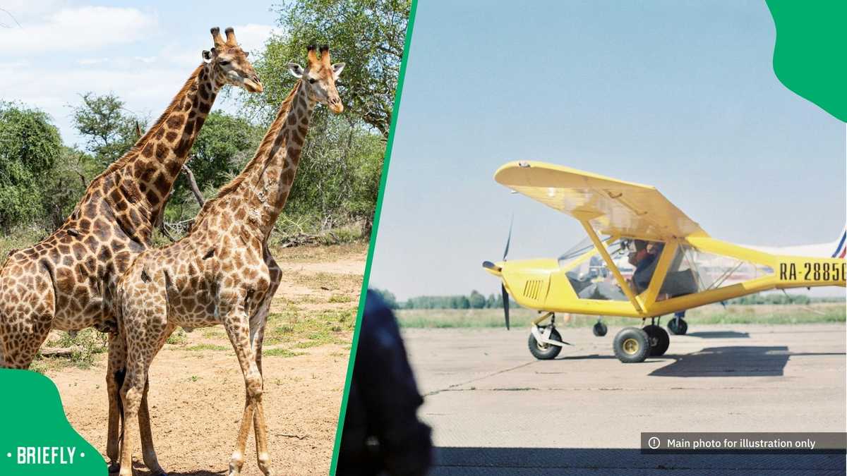 'Runway inspection': South Africans joke as giraffes on tarmac stop ...