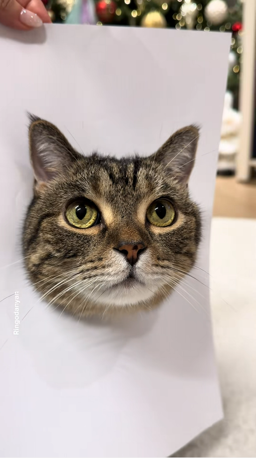 Step by step guide to drawing a cute cat