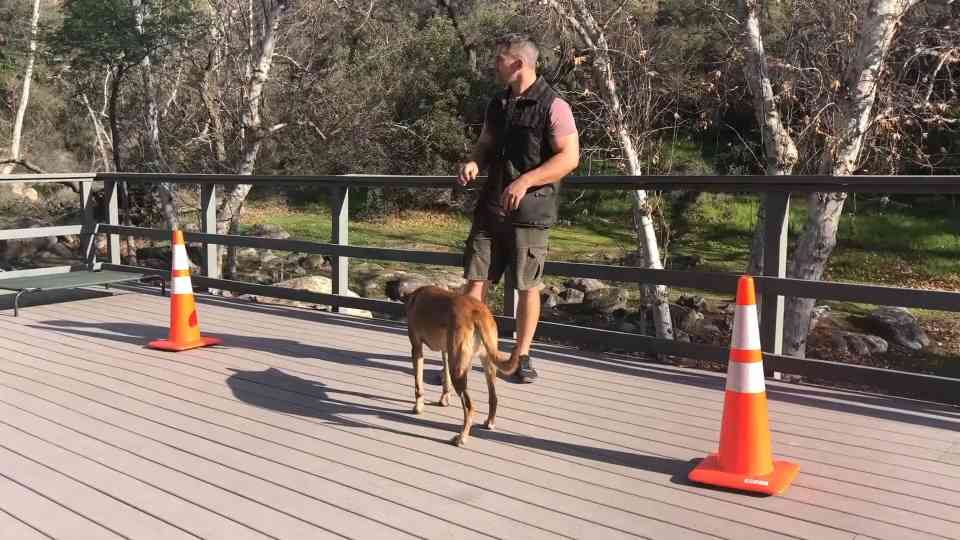 Why this "problem solving" game is often misunderstood by dog owners