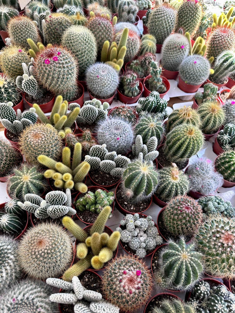 The city gardener: Prickly but pleasing cacti