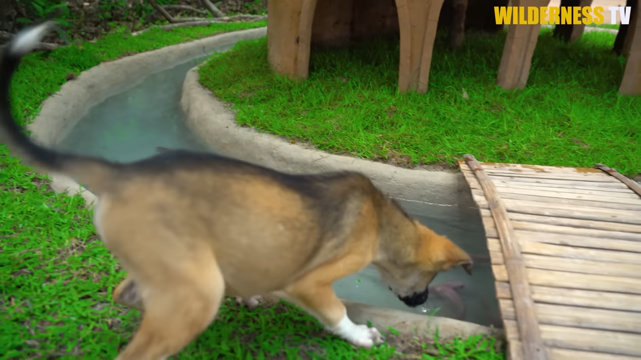 Hungry rescue puppies needed shelter fast, then a snake house took shape