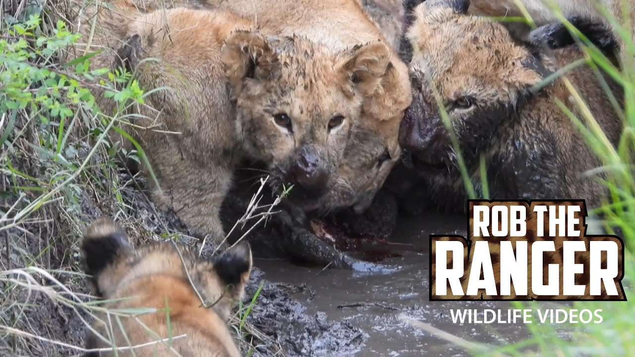 Watch hungry lions enjoy a messy safari zebra feast
