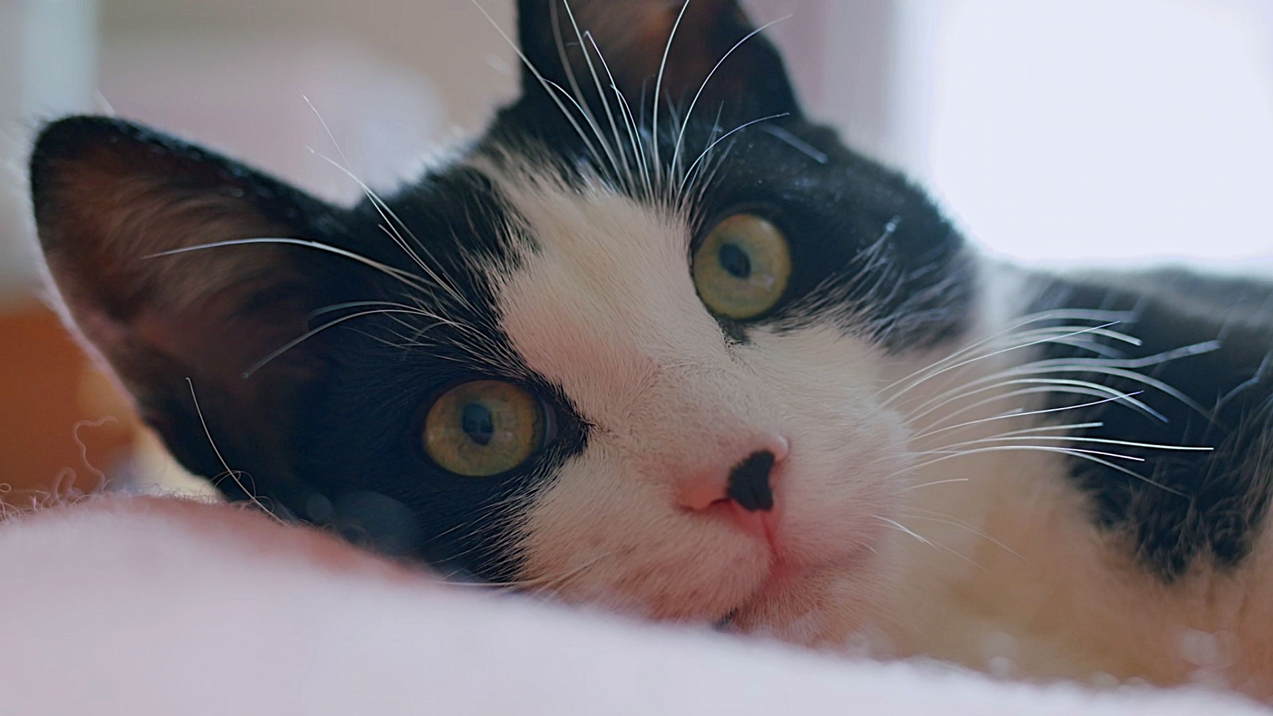De kat rustte in vrede - totdat ze zag dat ze werd gefilmd