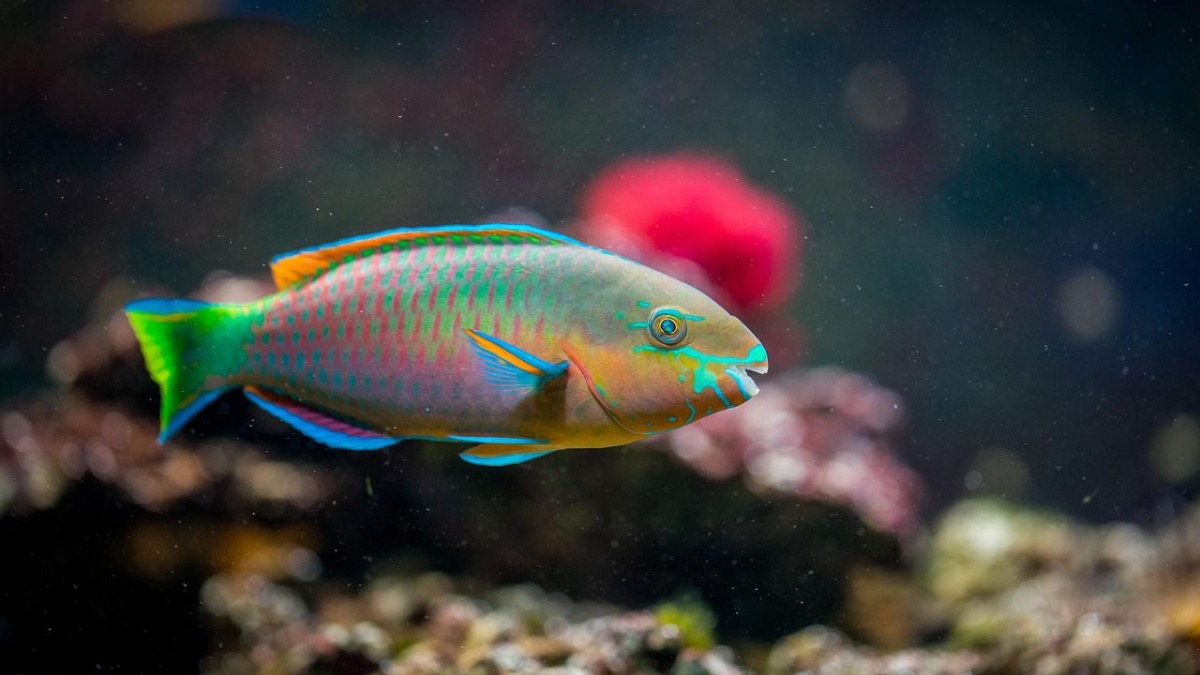 Things Your Aquarium Fish Might Think About You, According to Experts