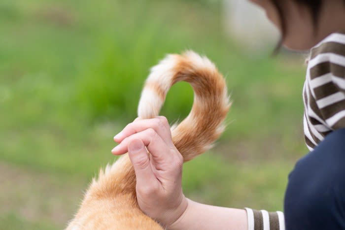 猫が『尻尾をぶつけてくる』ときの理由3つ 読み取れる心理や上手な応え方