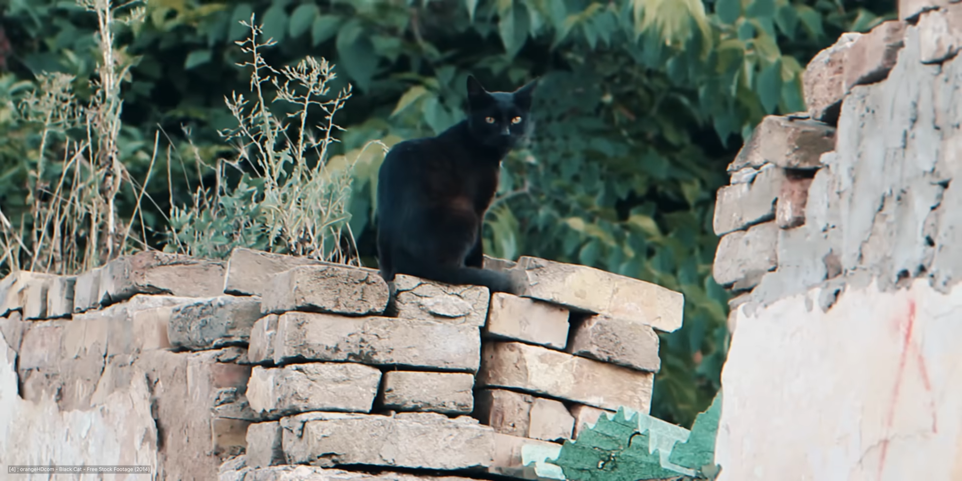 The CIA turned animals into spies - and lost control