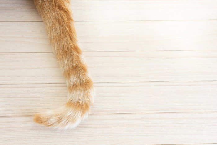 猫が『尻尾をぶつけてくる』ときの理由3つ 読み取れる心理や上手な応え方