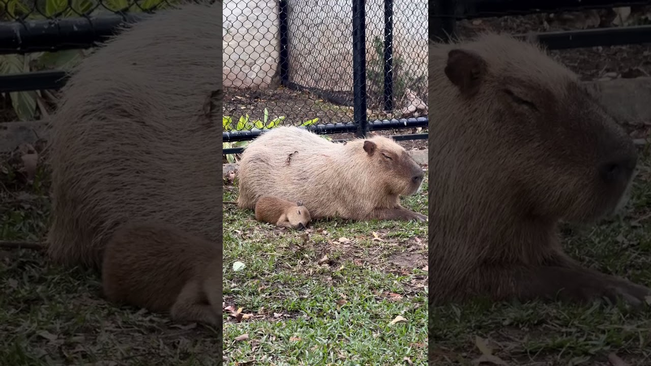 Watch a cute capybara wag its tiny and funny ears