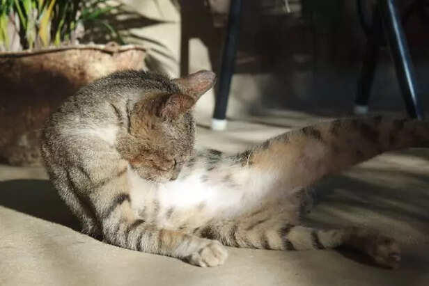 When your cat shows its belly, this is what it is telling you