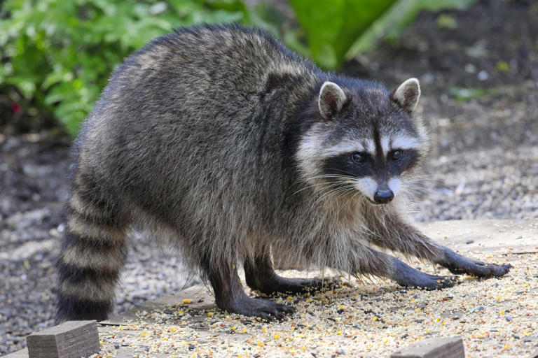 200+ raccoon names that are totally paw-some