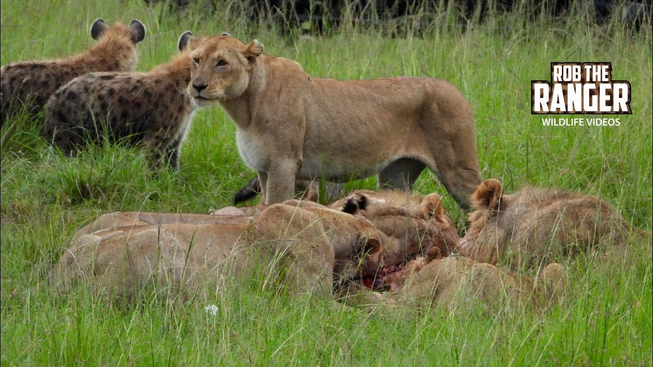 Watch hungry lions and hyenas share a dramatic zebra meal