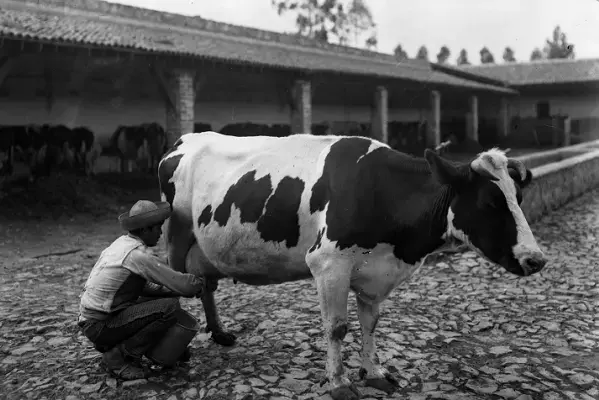Un regalo sencillo que poco después se volvió en un gran hito en la industria láctea mexicana. Foto: Cortesía.