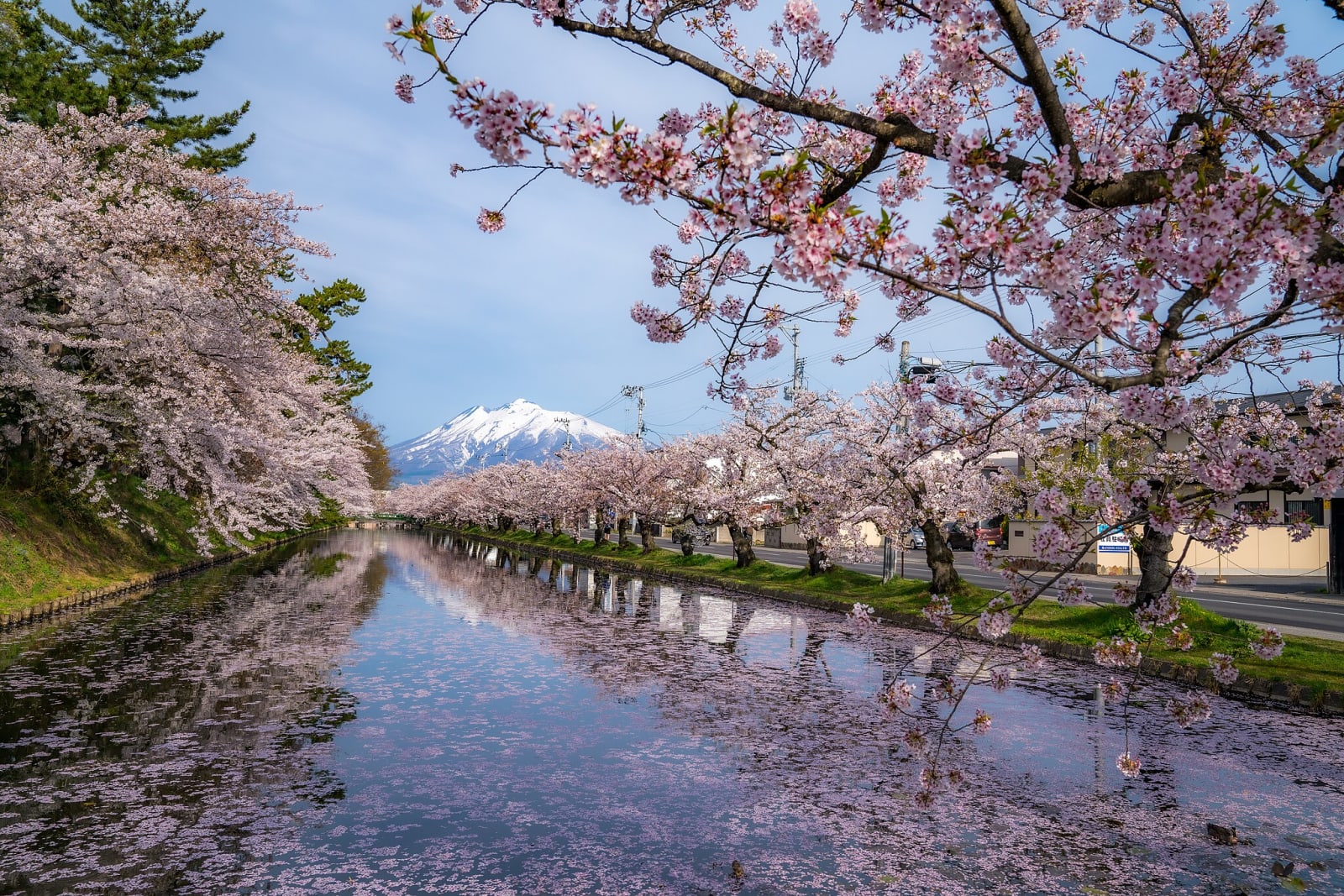 Japan cherry blossoms festival 2026 cancelled as Mount Fuji Sakura ...