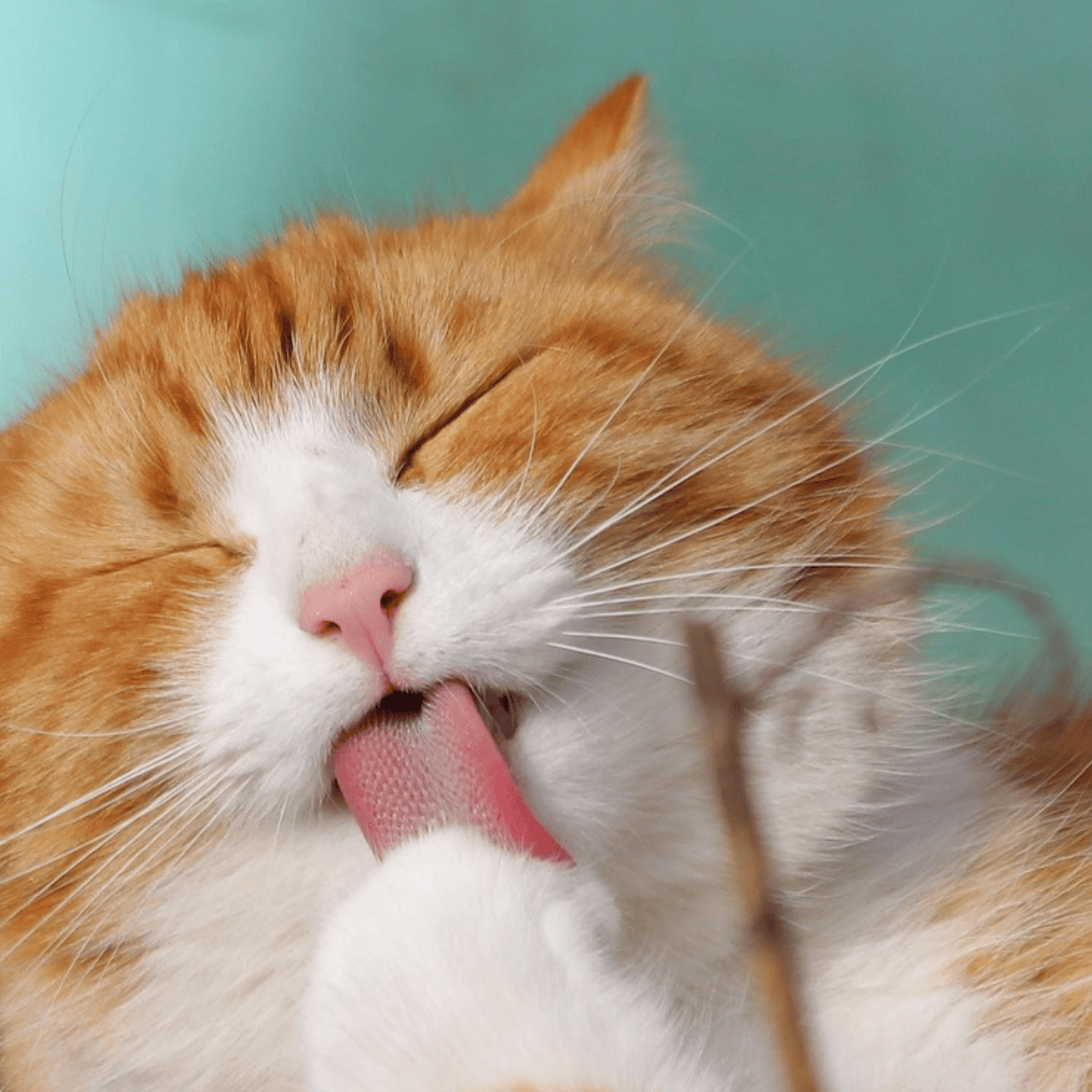 Your cat could be a messenger: 9 signs from your guardian angel