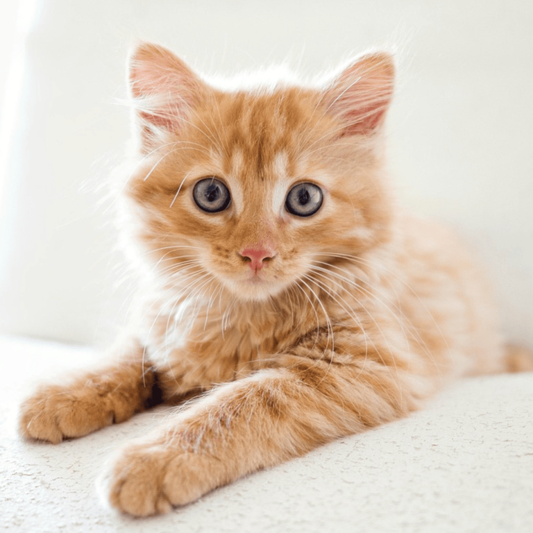Your cat could be a messenger: 9 signs from your guardian angel