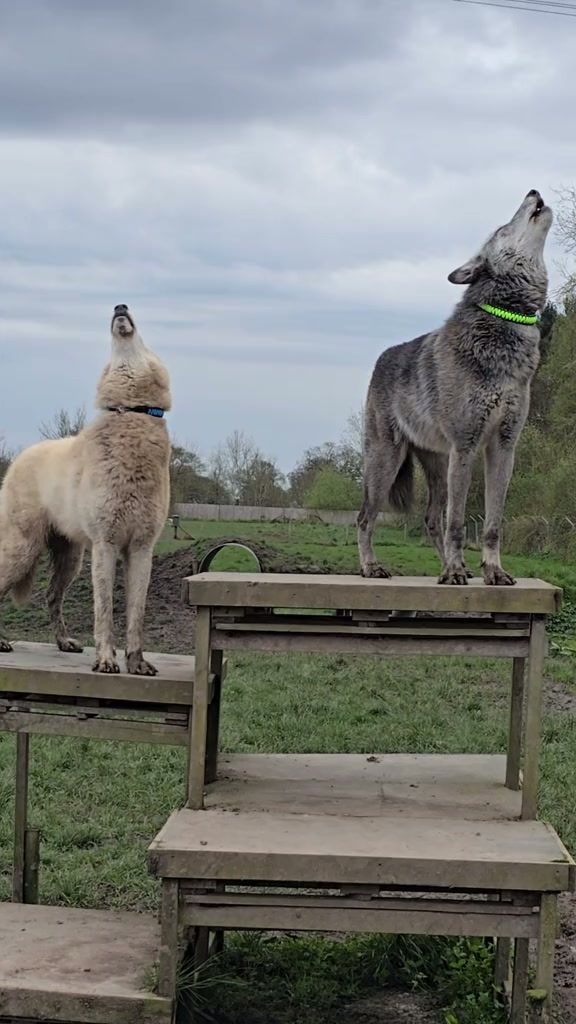 My howling wolves show off their bright new collars