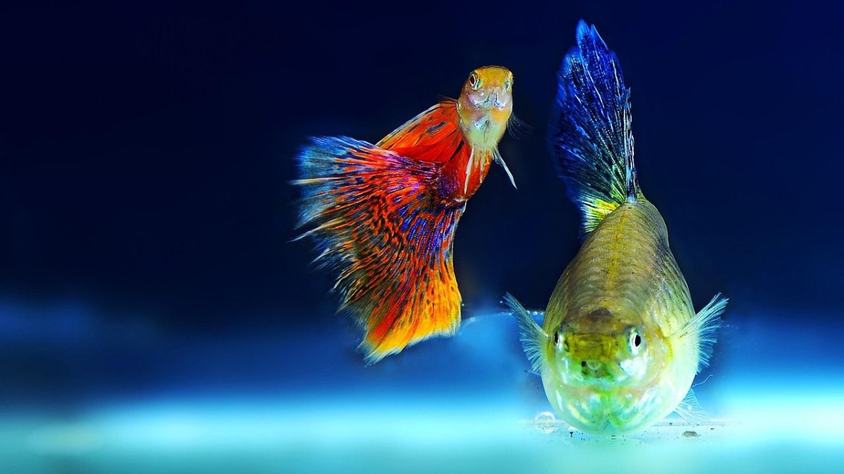 Reasons why aquarium fish might be the perfect pet for your home
